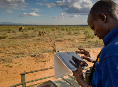 A black person with very short hair in a blue shirt interacts with a tablet. They are standing in an African savannah with several indistinguishable animals roaming about.